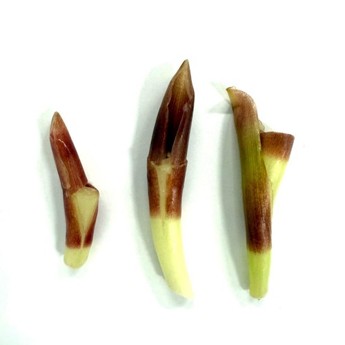 高知県産 もったい茎(みょうがの茎) 300g 1袋
