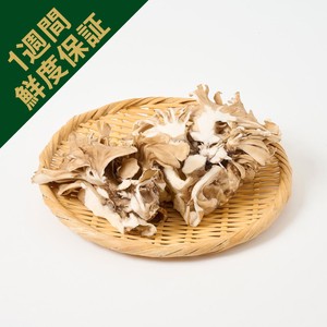 鮮度+] 新潟県産 雪国まいたけ極 LLパック 300g 1パック Green Beans