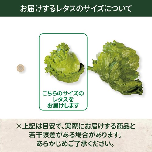鮮度+] 茨城県産 レタス (こぶり) 1個 Green Beans | グリーンビーンズ