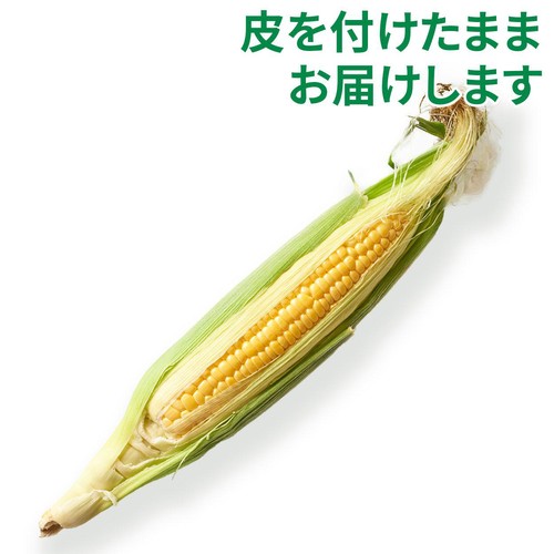 [食べごろ+] 茨城県産 とうもろこし 1本