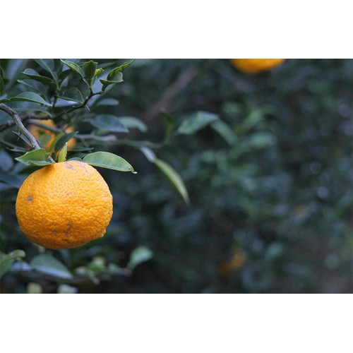 光食品 オーガニックスポーツドリンク 280ml Green Beans | グリーン