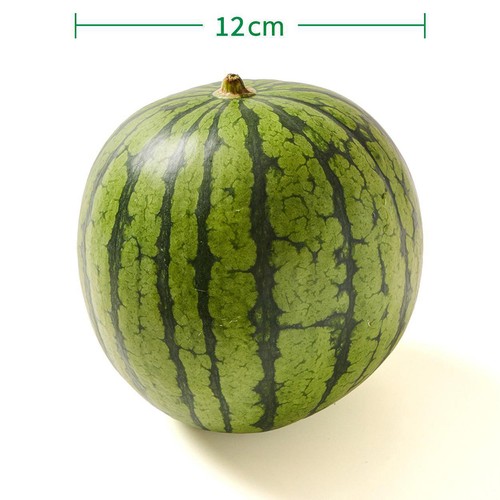 [食べごろ+] 茨城県産 タネごと食べられるすいかピノ・ガール 1.2kg 小さめ1玉