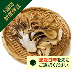 ［鮮度+］新潟県産 雪国まいたけ「極」 100g 1パック