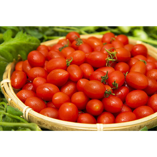 千葉県千葉市 OSMIC FIRST PRINCESS 120g 1パック Green Beans