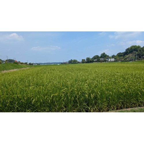 カワサキ森田屋 【冷蔵お届け/令和8年産】千葉県多古産 コシヒカリ 2kg