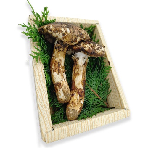 広島県産松茸133g 松茸 | 旬の野菜 | 旬の野菜・果物 |