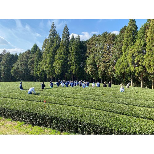 水宗園本舗 鹿児島産 有機栽培 赤烏龍茶ティーバッグ 60g(3g x 20袋)