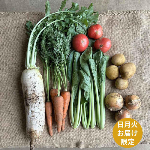 千葉県産 柴海農園 おまかせ野菜セット 6種類 1袋
