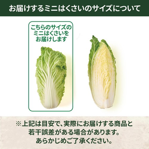 国内産 ミニはくさい 1個