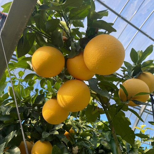 熊本県産 味咲のJAPANルビー(グレープフルーツ) 小さめ 2個 Green
