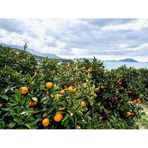 愛媛県産真穴地区 みかん S-Lサイズ 600g 1パック トップバリュ Green