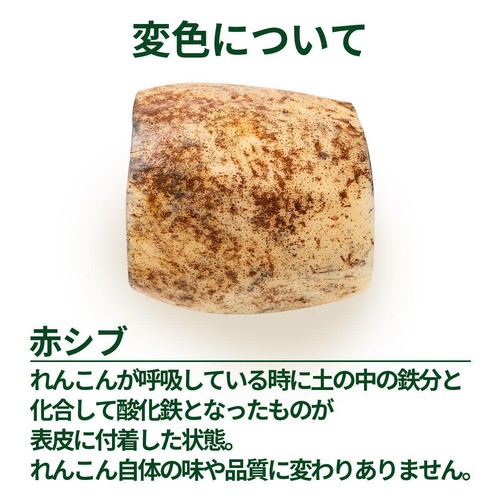 千葉県産 成田ケンコウファーム 成福れんこん(新物) 150g 1パック