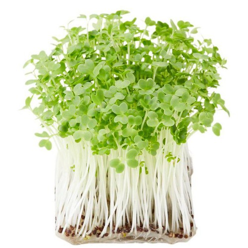 スプラウト 初回限定生産 スプラウトブック ｜バズノベルティ