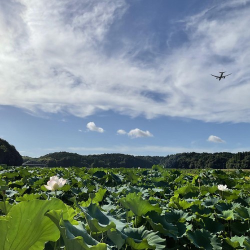 【有機】千葉県産 成田ケンコウファーム 成福れんこん 300g 1パック