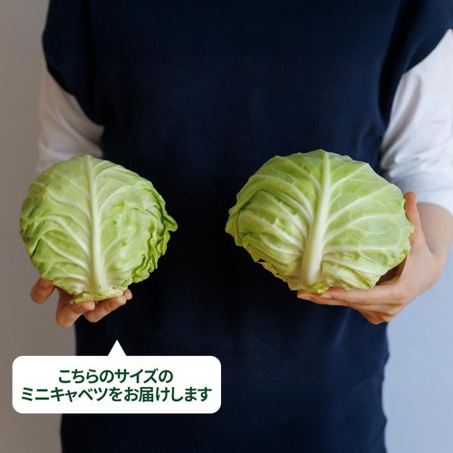 茨城県産 ミニキャベツ 1個 Green Beans | グリーンビーンズ by AEON