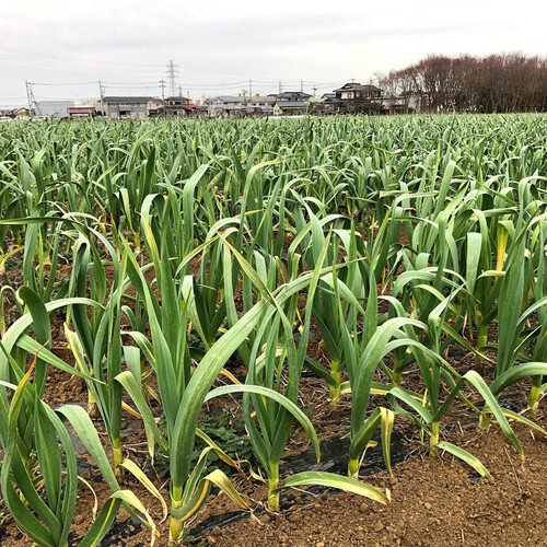 【有機】千葉県産 こぶりにんにく 100g(4-5個)