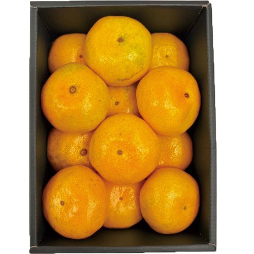 愛媛県産 新口農園のみかん M-Sサイズ 化粧箱 1.1kg Green Beans