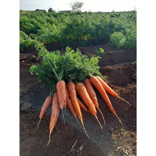 神奈川県産 おまかせ三浦野菜セット 1パック Green Beans | グリーン