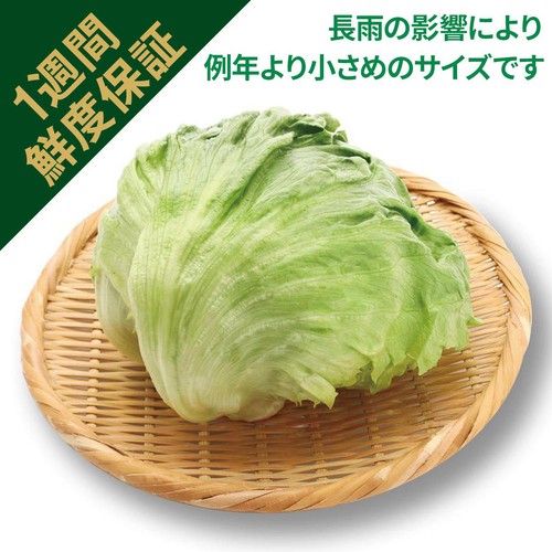 鮮度+] 茨城県産 レタス (こぶり) 1個 Green Beans | グリーンビーンズ