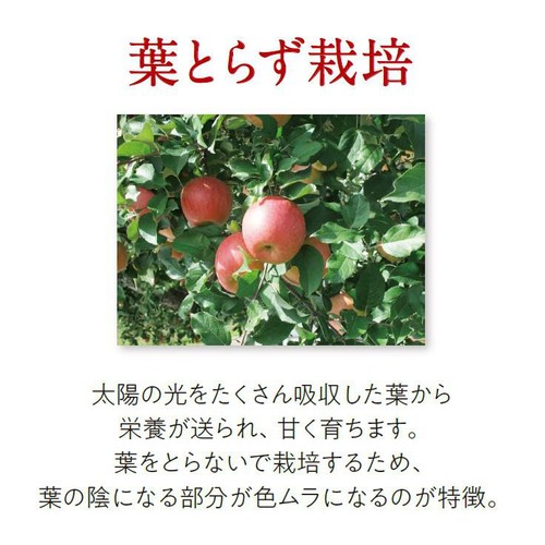 青森県産ファーマインド 真の実光選のふじ 2個