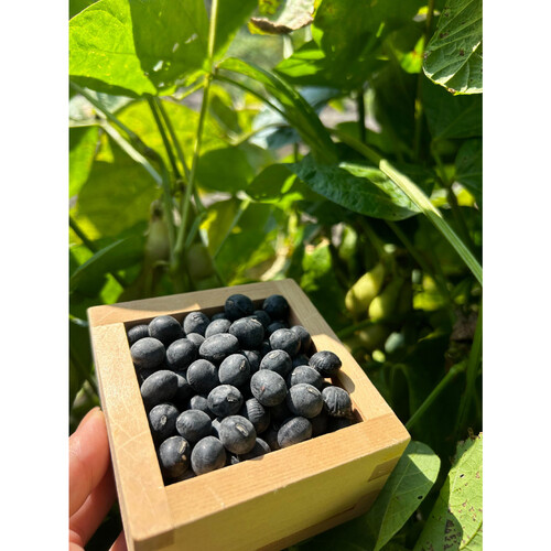 水宗園本舗 兵庫県産丹波黒 黒豆茶ティーバッグ 3gx20袋 Green Beans