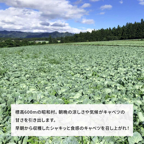 ［鮮度+］群馬県産 キャベツ 1個