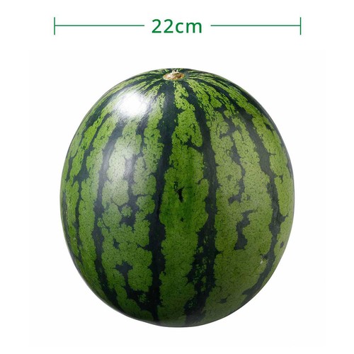 熊本県産 味咲すうぃーと(羅皇ザ・スウィート) 大玉すいか 4.5kg 1玉