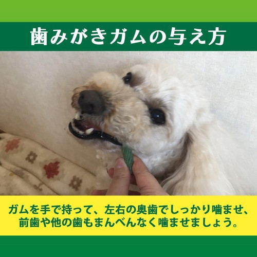 【ペット用】 ライオンペット PETKISS 食後の歯みがきガム 超やわらかタイプ 90g