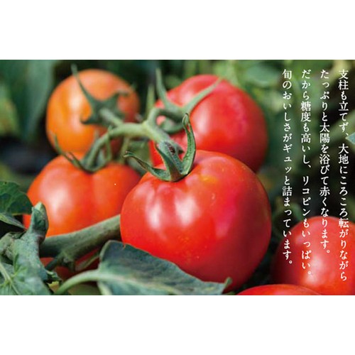 コーミ北のほたるファクトリー 完熟トマトケチャップ 320g Green Beans