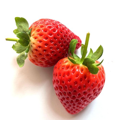 栃木県産ファーム大越 宇南プレミアムいちご(とちあいか) 280g Green