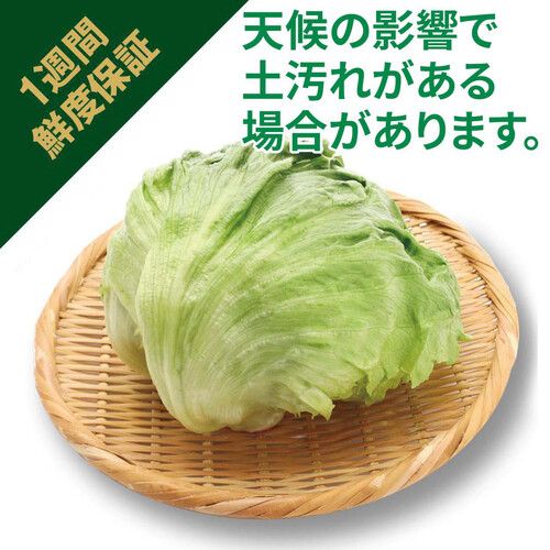 ［鮮度+］茨城県産 レタス 1個