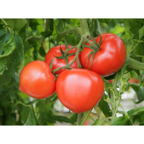 千葉県産 脇田ファームの完熟もぎたてトマト 450g 1袋 3-5個入 Green