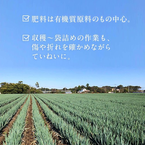［鮮度+］栃木県産 長ねぎ 2本 1袋