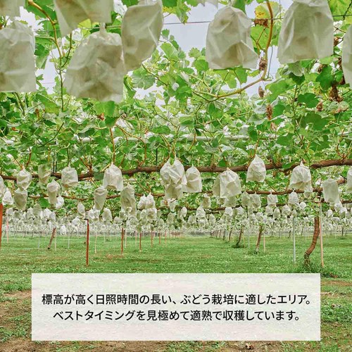 ［食べごろ+］長野県産 たけむらふぁーむのシャインマスカット 160g