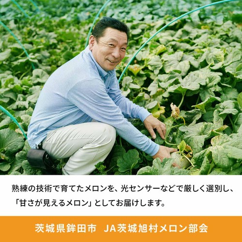 [食べごろ+] 茨城県産 糖度の見えるメロン(クインシー) 900g 1個