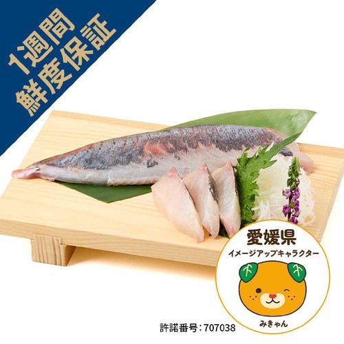 ［鮮度+］【冷蔵】愛媛県産 養殖活〆しまあじ刺身用(背) 1冊120g