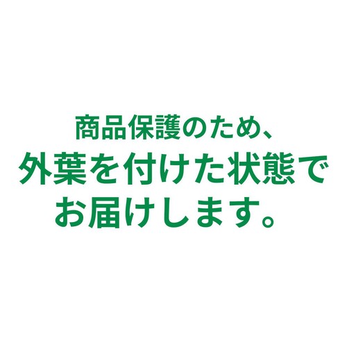 ［鮮度+］長野県産 レタス 1個