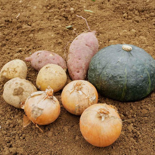 【有機】北海道産 野菜セット 4種 1箱