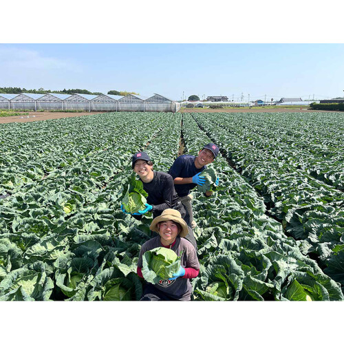 ［鮮度+］栃木県産 キャベツ 1個