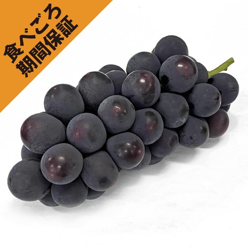 ［食べごろ+］山梨県笛吹市産 小倉さんたちのぶどう(たねなし巨峰) 450g 1房