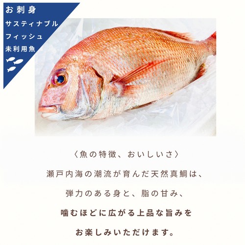 【冷凍】UMIのアトリエ 未利用魚 サステナブルフィッシュ 愛媛県産真鯛の刺身スライス 50g