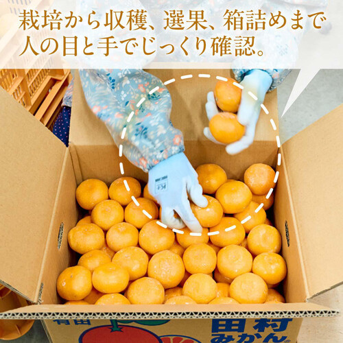 食べごろ+］和歌山県産 とろける旨さ!田村みかん 520g 6-7個 M-Sサイズ
