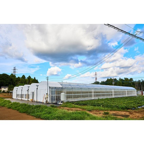 千葉県産 The Tatsuko Farm トマト 500g(3-5個)