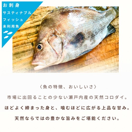 【冷凍】Umiのアトリエ 未利用魚 サステナブルフィッシュ 愛媛県産コロダイの刺身スライス 50g