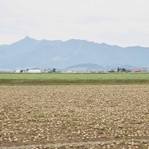 【有機】北海道産 野菜セット 4種 1箱