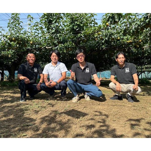 ［食べごろ+］茨城県産 下妻の甘熟梨(幸水) 大玉 2個