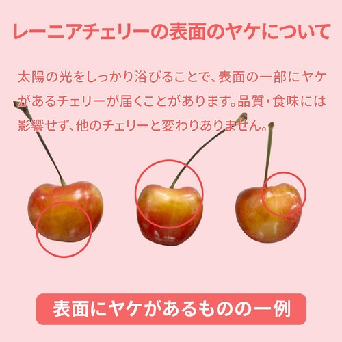 アメリカ産 レーニアチェリー めちゃデカ 200g