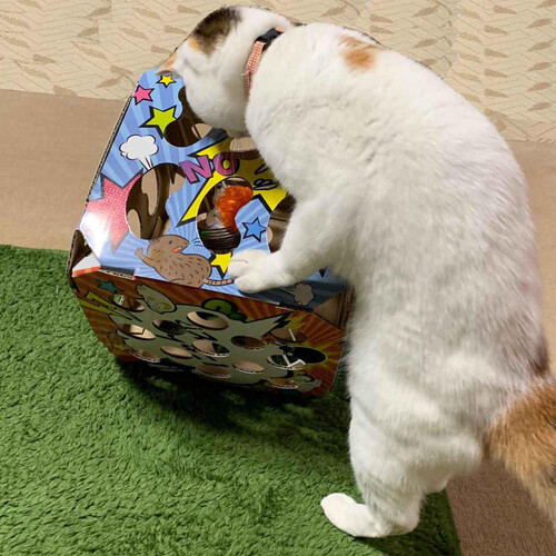 【ペット用】 ドギーマンハヤシ 猫ちゃんテンション爆アゲBOX 1個