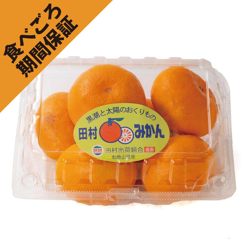 みかん 食べごろ+］和歌山県産 とろける旨さ!田村みかん 520g 6-7個 M-Sサイズ