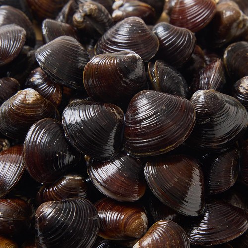 しじみ 冷凍】 十三湖産しじみ 200g Green Beans | グリーンビーンズ by AEON